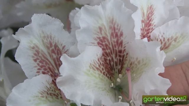 Das Blütenauge der Rhododendron смотреть онлайн