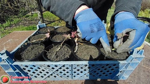 Выращивание семян в домашних условиях