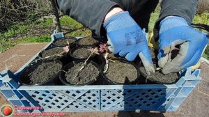 Размножение древовидного пиона семенами