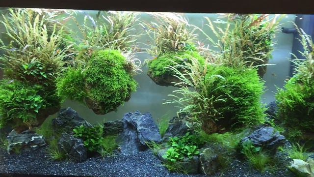 Interzo-2018 Freshwater Aquarium «REEF EXCLUSIVE» смотреть онлайн