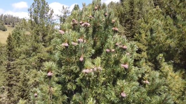 Кедры Алтая смотреть онлайн