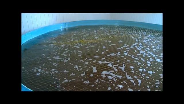 Осетр от А до Я в репортаже о Пушкинской осетровой ферме смотреть онлайн