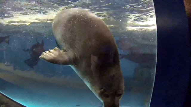 Смех и радость с животными