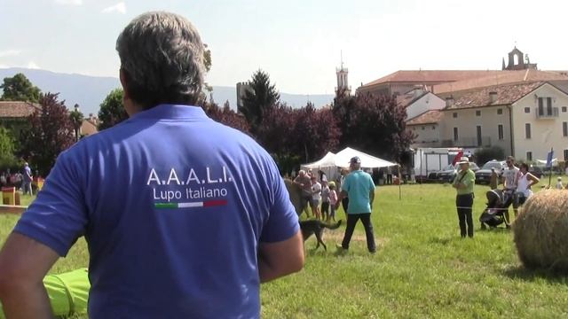 LUPO ITALIANO -  PALIO DI CENEDA 2018
