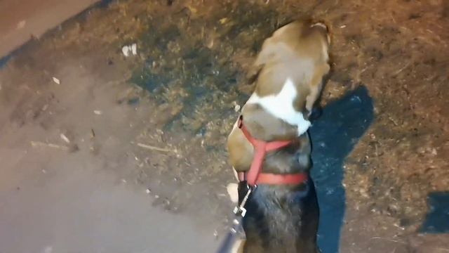 Прогулка с биглем. Полезные советы по воспитанию