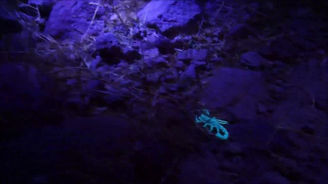 GLOWING SCORPIONS | Scorpion hunting with UV (black light) flashlight | Glow-in-the dark scorpions смотреть онлайн