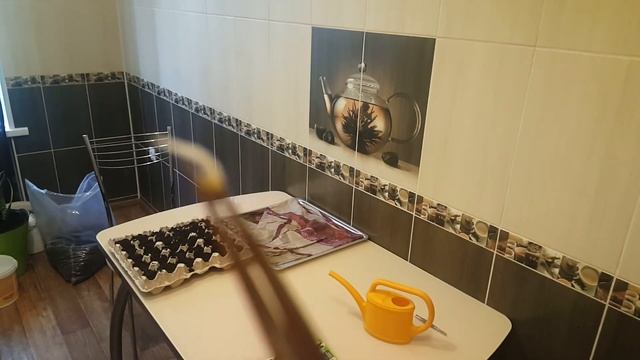 Посадка рассады в яичных ячейках смотреть онлайн