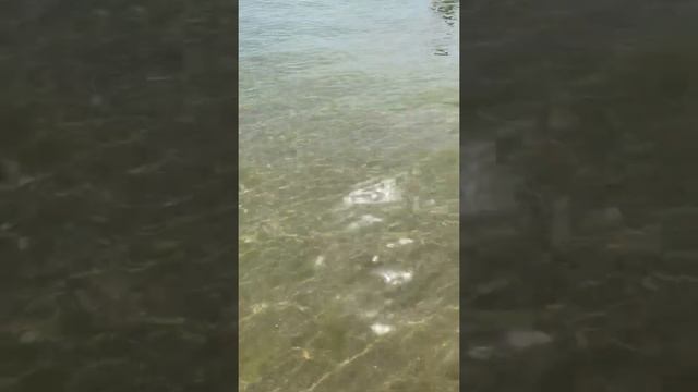 Анапа, Джемете июнь 2022, пляж Динамо отели без наценок и посредников. смотреть онлайн