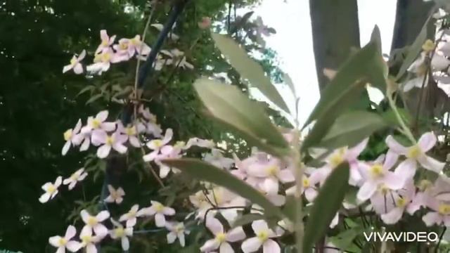 My garden-Holland Rain day-spring 2021 смотреть онлайн