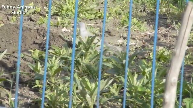 Дикие голуби - Кольчатые горлицы на нашей даче - Часть 1 смотреть онлайн