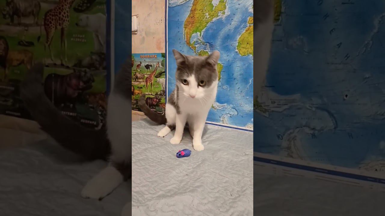 Умный котик.#котики #лайк #мурзик #питомец #приколы #кот #юмор #умныйкот смотреть онлайн