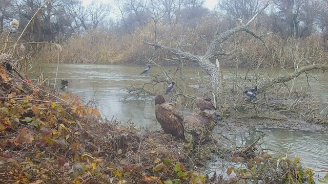 Семейство орланов белохвостов смотреть онлайн