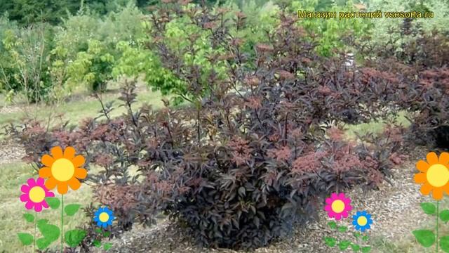Бузина черная Герда. Краткий обзор, описание характеристик sambucus nigra black beauty Gerda смотреть онлайн