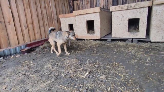 Почему собак выкидывают на улицы? смотреть онлайн