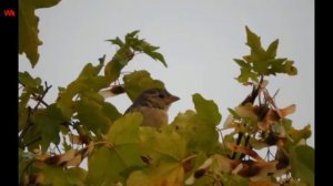 Чирик-чик-чик всем нужны друзья (нем. jeder braucht Freunde) (анг. everyone needs friends)