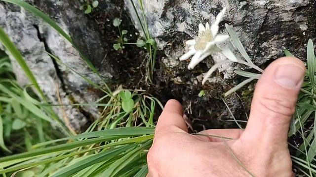 Эдельвейс как выглядит смотреть онлайн