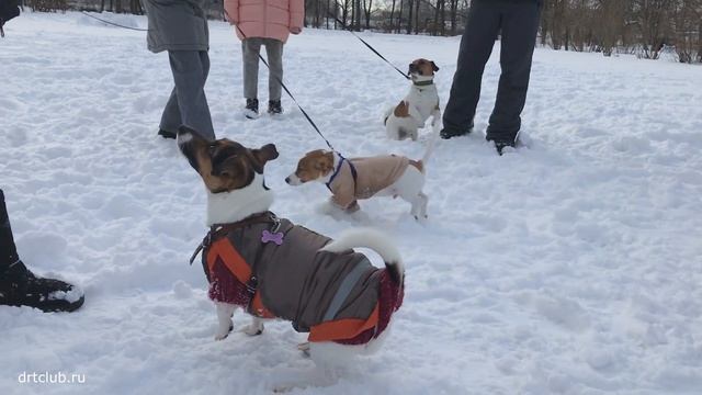 Много джек рассел терьеров не бывает. Крутая ДЖЕКОТУСА смотреть онлайн