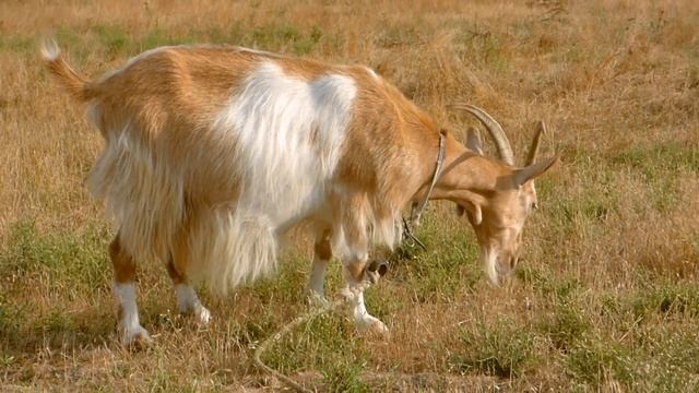 Домашние животные на немецком для детей. Die Tiere auf Deutsch смотреть онлайн