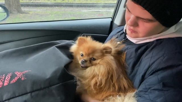 Themis life: Вова едет на тренировку дзюдо и с нами Кляйн-шпиц Бубел/14.04.23 18:30 смотреть онлайн