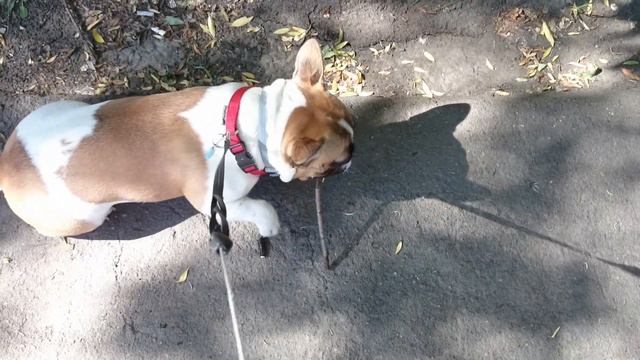 Французский бульдог Варенька: празднует день грызуна/French bulldog Barbara: celebrating the rodent смотреть онлайн