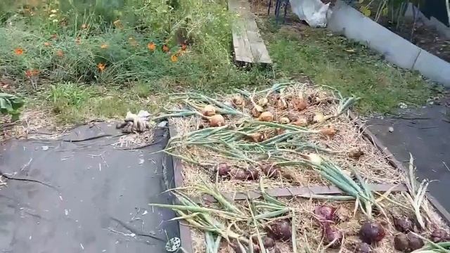Сбор урожая лука. Способ сушки смотреть онлайн
