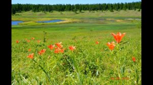 Песня "Сардаана сибэкки", исполняет Александр Самсонов (Айыы уола)