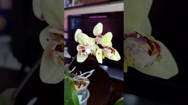 Потрясающий пелор мечты и это не Патрик это орхидея Альбуфейра #shorts #orchids #peloric #орхидея смотреть онлайн