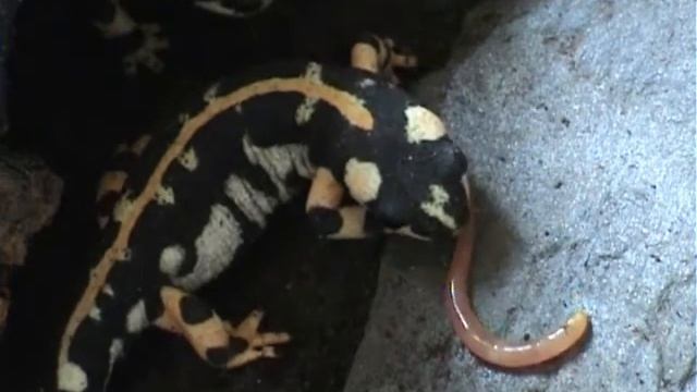 Texas worm massacre смотреть онлайн