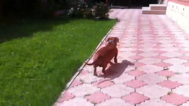 Срёт у меня на участке смотреть онлайн
