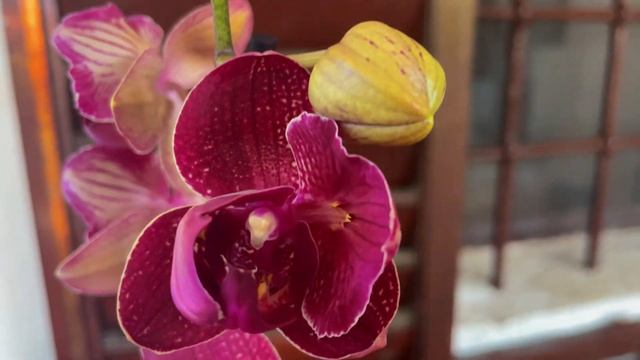 Орхидеи -бабочки прилетели ко мне!! смотреть онлайн