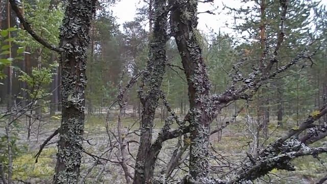 По грибы. Север. Район болот Дорыш. смотреть онлайн