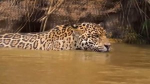 ЛЕВ против ЯГУАРА КТО СИЛЬНЕЕ