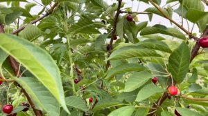 Вишня Морозовка. Описание