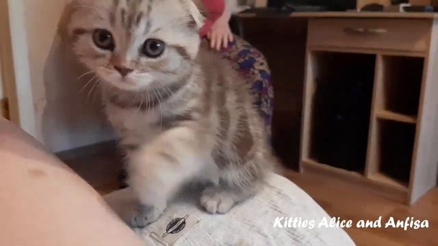 - ЖРАТЬ ХОЧУ – кричит ГОЛОДНЫЙ маленький КОТЁНОК Кошечки Алиса и Анфиса смотреть онлайн