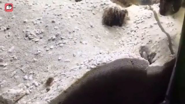 Рыбы друг друга песком засыпают смотреть онлайн