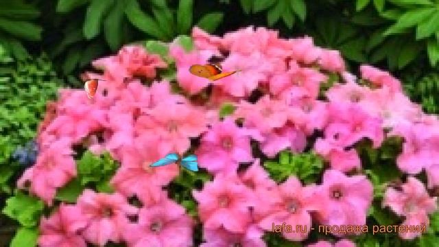 Петуния грандифлора Дувет Салмон (duvet salmon) ? обзор: как сажать, семена петунии Дувет Салмон смотреть онлайн