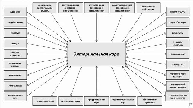 11.26.3 Подробное разъяснение. Энторинальная кора. Часть третья смотреть онлайн