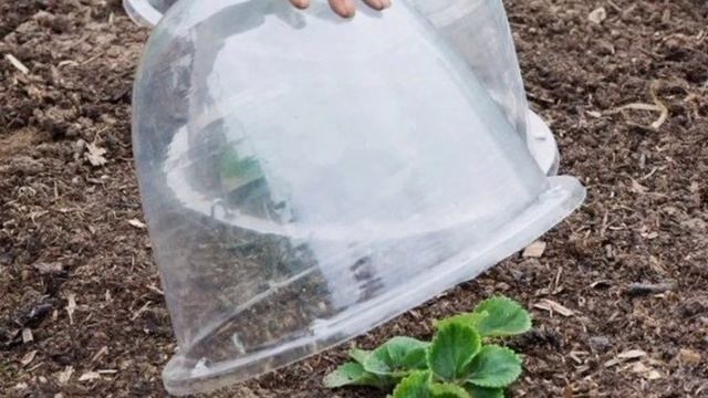 Защита растений от заморозков. смотреть онлайн