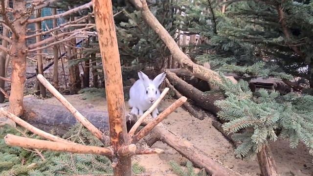 Теперь у беляков есть лес! Убрали вольеры и начали насыпать песочек зайцам