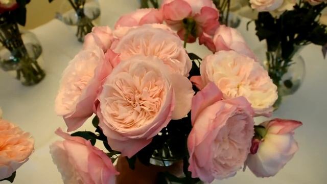 Constance Garden Rose смотреть онлайн