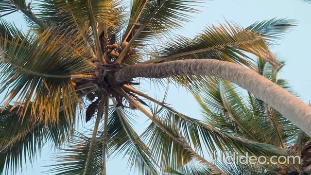 Listen to this beautiful instrumental sound to relax смотреть онлайн