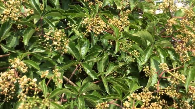 We have bees on tiny Virginia Creeper flowers. . . (Parthenocissus quinquefolia) смотреть онлайн