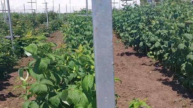 Samsung A52 в малино-голубичном деле! смотреть онлайн