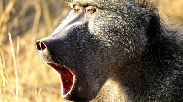 Павиан - интересные факты смотреть онлайн