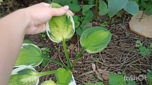 Моя коллекция хост! Кого едят слизни, кто горит на солнце, а кто в любимчиках?