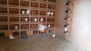 Бакинские голуби в Калининграде