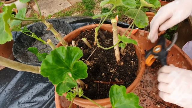 Беда с пеларгониями. Все пришлось черенковать...Удастся ли что-нибудь уберечь?