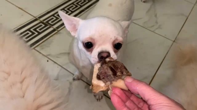 Говяжьи косточки для хвостиков. смотреть онлайн