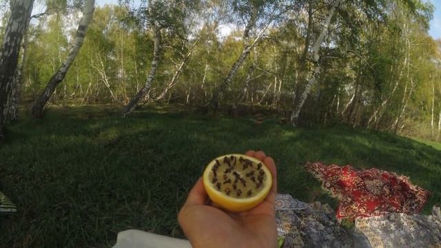 Дед сказал средство от комаров, другим теперь не пользуюсь! смотреть онлайн