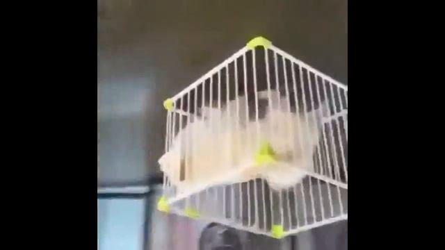 Клетка угоняет собаку смотреть онлайн